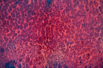 painted wood of Amboyna wood burl source exotic black dot