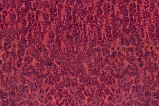 Amboyna wood burl back dot painted exotic gread amazing striped