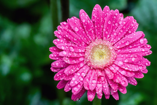 Full Blooming Zinnia Flowers Are In Rain