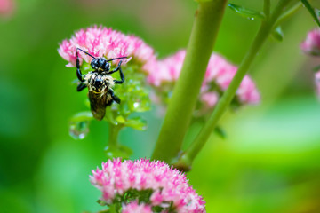 A wet bee on Sedum Autumn Joy in a raining day