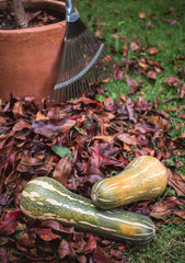 Squash gourds lying in grass and leaves with rake behind