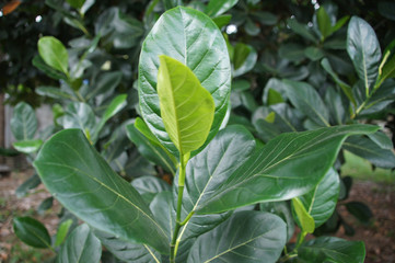 dark green jackfruit glossy leaves