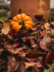 Mini-pumpkin falling into fall leaves
