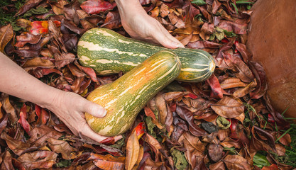 Background of hands holding squash gourds on autumn leaves