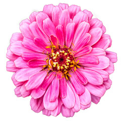 Full blooming Zinnia flowers with white background