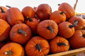 pumpkins at farmers market