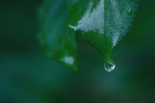 A close image of water drops on plant leaves in raining weather