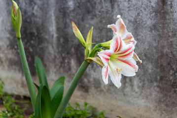 Obraz premium The red and white lily flower 02