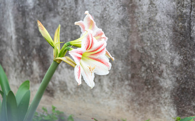 The red and white lily flower 03