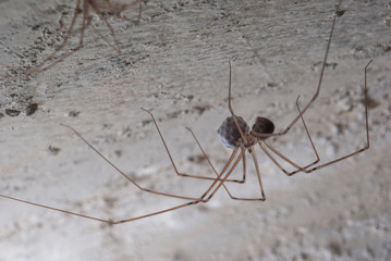 Araña con huevecillos