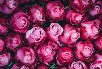 bouquet of roses texture background.