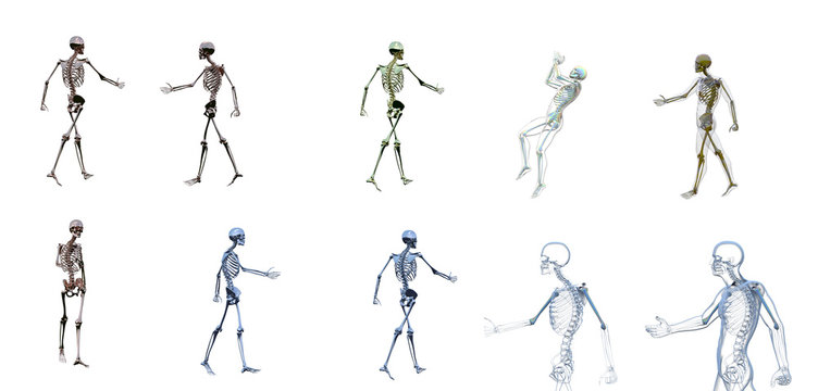 3d rendering illustration of skeleton bone anatomy