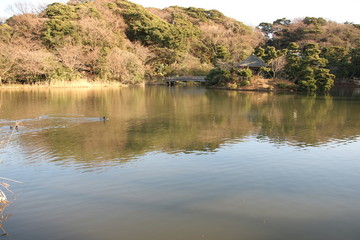 横浜三溪園の池