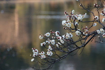 横浜三溪園の池と梅の花