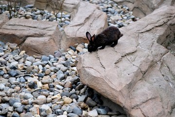 one black hare standing on rock. Blur stones background