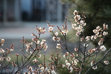 横浜三溪園の池と梅の花