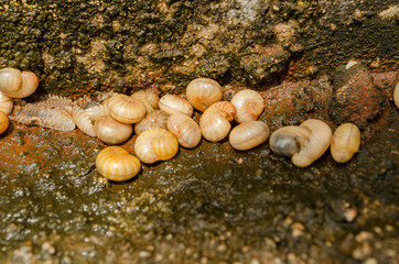 Larvae On Wet Concrete Surface