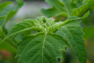 Closeup nature view of green leaf on blurred greenery background. Royalty high quality free stock image of tree, leaf.