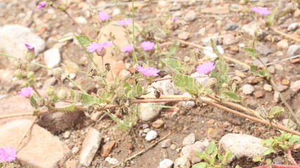 spring crocus flowers