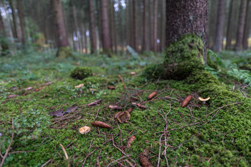 Mushrooms and pinecones in a green, mossy forest.