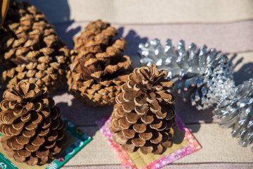 巾着田の松ぼっくり