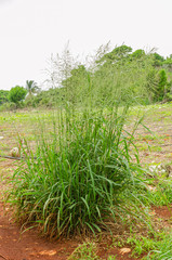 A Clump Of Guinea Grass