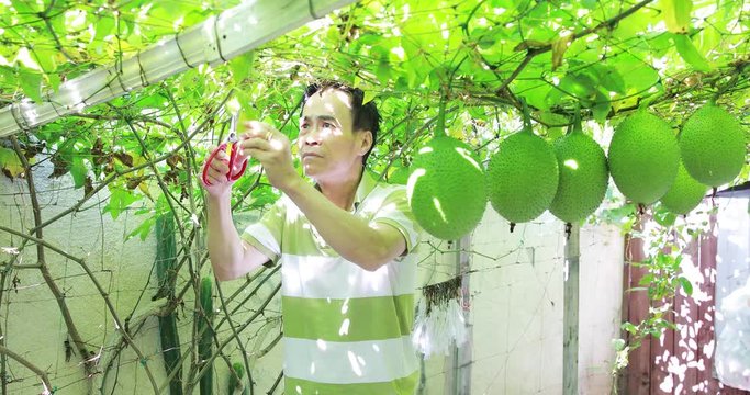 4k-A man cutting death gac fruit leaves