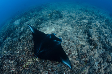Manta