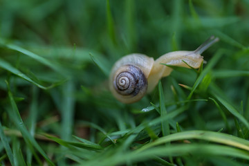 Tiny snail over a leaf