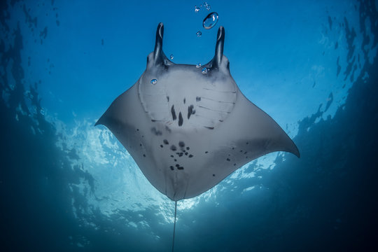 Manta