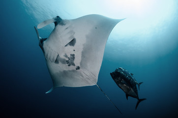 Manta