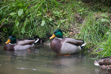 Colourful mallard ducks resting by the edge of a river in Cornwall