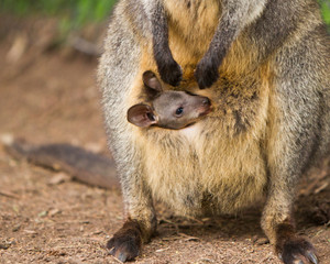 Joey in the Pouch