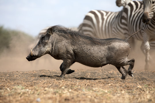 The common warthog is a wild member of the pig family found in grassland, savanna, and woodland in sub-Saharan Africa.