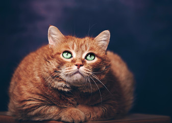 Photo of a beautiful red cat with big green eyes in the Studio on a dark background