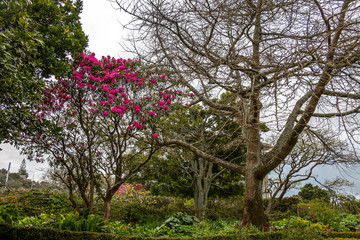 Fototapeta premium Blooming trees on a cloudy day on the garden
