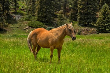 Fototapeta premium Palomino Quarter Horse on a Ranch in Colorado