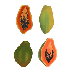 watercolor style papaya fruit