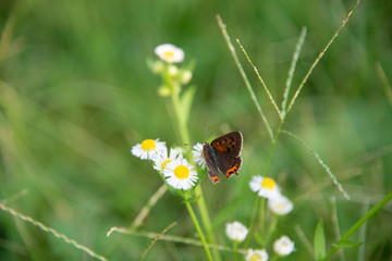 Butterfly On Flowers.