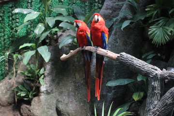 red macaw © Luis Rincon