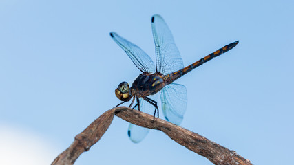 Dragonfly in the Nature
