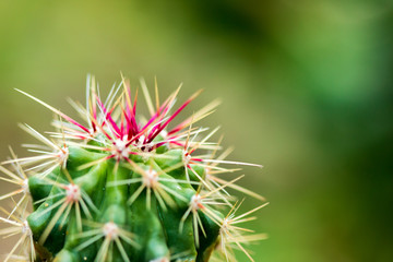 closeup of cactus