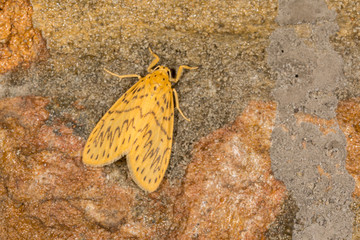 Lyclene Obsoleta Noctuoidea Moth Meghalaya,India