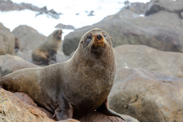 Wild native New Zealand fur seal resting on the rocks at the Cape Palliser Coast