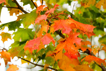bright colorful orange maple leaves in autumn close up