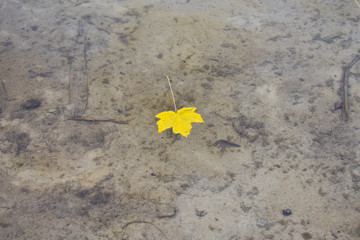 One yellow maple leaf on water close-up. Yellow maple leaf on a gray background of water.