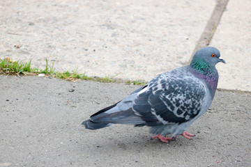 grey pigeon on granite pavement close up