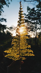 Atrapando la luz 