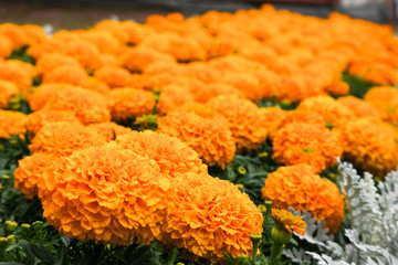 large orange spherical marigold flowers in the garden close-up