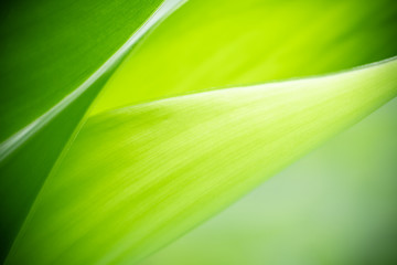 Nature of green leaf in garden at summer. Natural green leaves plants using as spring background cover page greenery environment ecology wallpaper